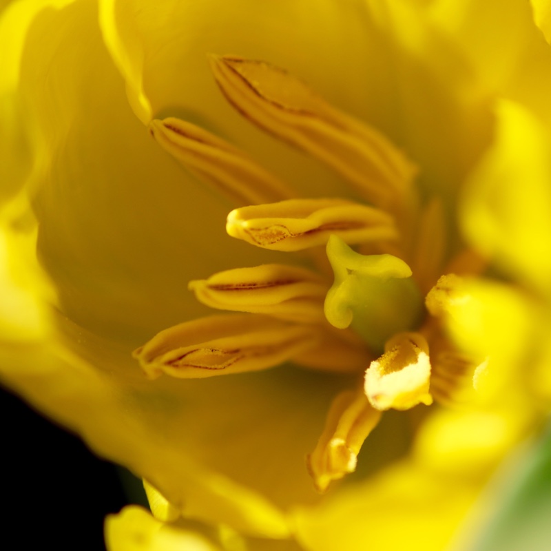 Tulipa Calimero in the GardenTags plant encyclopedia Tulip Calimero (Double Early) in the GardenTags plant encyclopedia