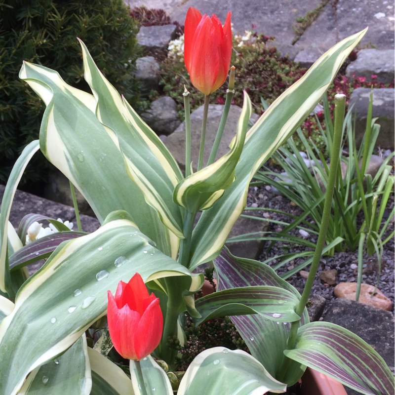 Tulipa praestans Unicum in the GardenTags plant encyclopedia Tulip (Species) Praestans Tulip Unicum in the GardenTags plant encyclopedia