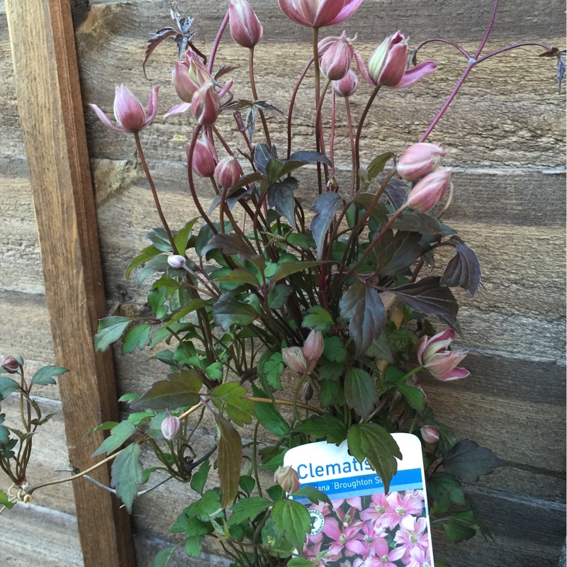 Clematis montana Broughton Star in the GardenTags plant encyclopedia Clematis montana Broughton Star in the GardenTags plant encyclopedia