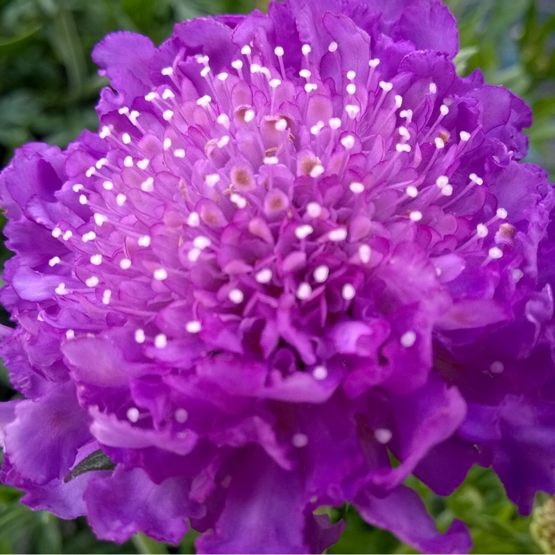 Scabiosa Mariposa Blue in the GardenTags plant encyclopedia Scabiosa Mariposa Blue in the GardenTags plant encyclopedia