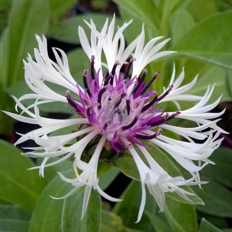 Perennial Cornflower Purple Heart in the GardenTags plant encyclopedia