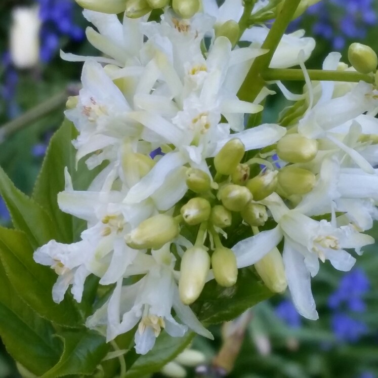 Staphylea colchica in the GardenTags plant encyclopedia Ivory-flowered bladdernut in the GardenTags plant encyclopedia