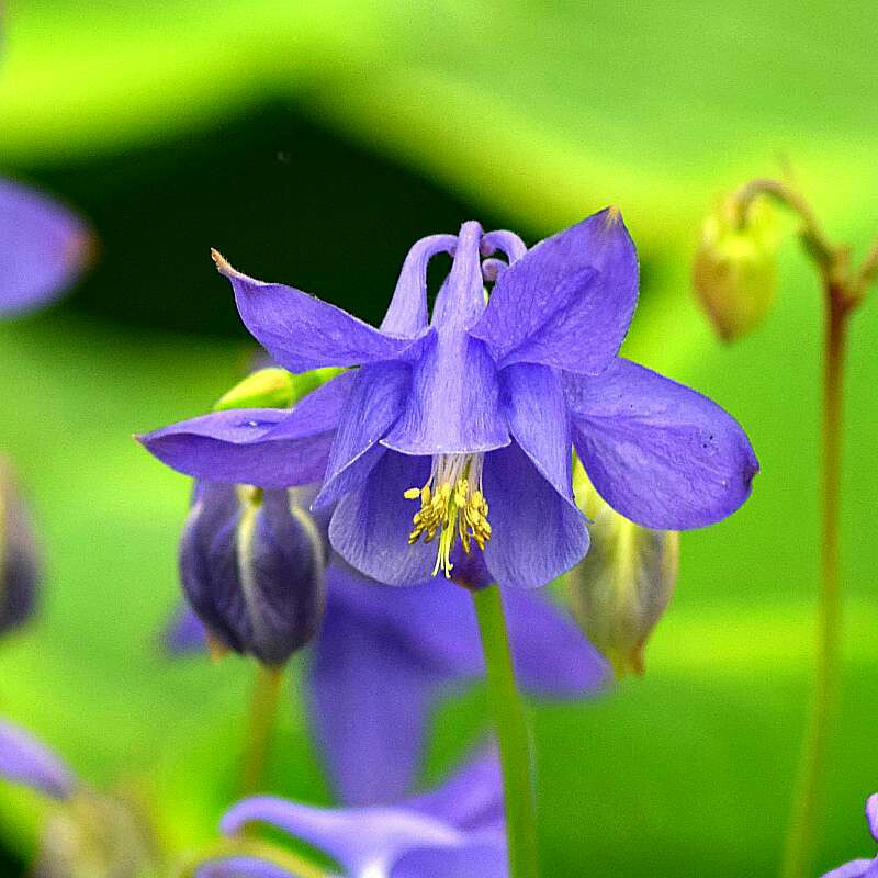 Aquilegia Hensoll Harebell in the GardenTags plant encyclopedia Columbine Hensoll Harebell in the GardenTags plant encyclopedia