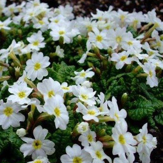 Primula juliae Schneekissen in the GardenTags plant encyclopedia Primula Schneekissen in the GardenTags plant encyclopedia