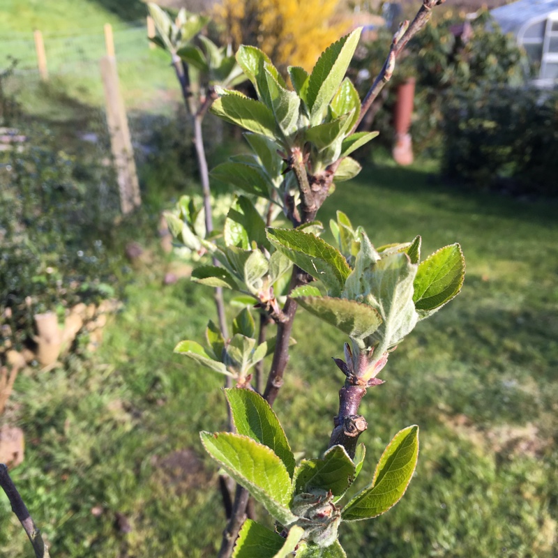 Malus domestica Discovery in the GardenTags plant encyclopedia Apple Discovery in the GardenTags plant encyclopedia