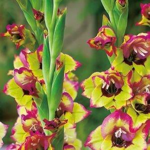 Gladiolus Flevo Kosmic in the GardenTags plant encyclopedia Gladioli Flevo Kosmic (Small-flowered) in the GardenTags plant encyclopedia