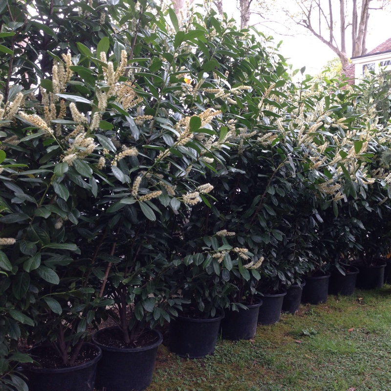 Prunus laurocerasus Novita in the GardenTags plant encyclopedia Cherry Laurel Novita in the GardenTags plant encyclopedia