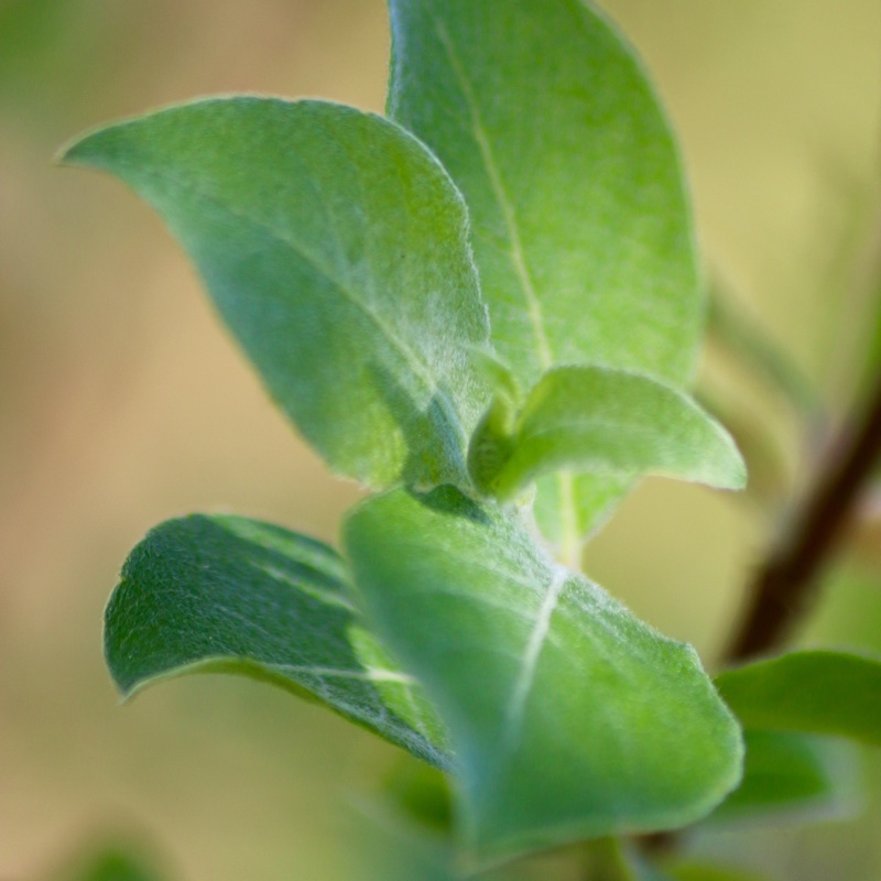 Salix aurita in the GardenTags plant encyclopedia Eared Willow in the GardenTags plant encyclopedia