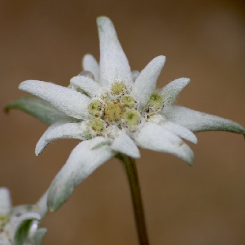 Leontopodium alpinum Maischnee in the GardenTags plant encyclopedia Edelweiss Maischnee in the GardenTags plant encyclopedia