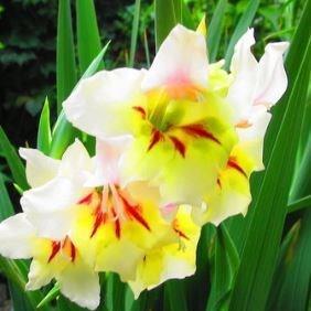 Gladiolus Flevo Smile in the GardenTags plant encyclopedia Gladioli Flevo Smile (Small-flowered) in the GardenTags plant encyclopedia