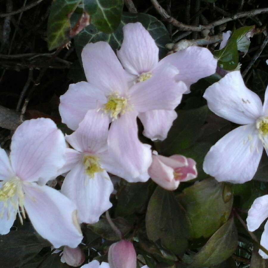 Clematis montana Rubens in the GardenTags plant encyclopedia Clematis Rubens in the GardenTags plant encyclopedia