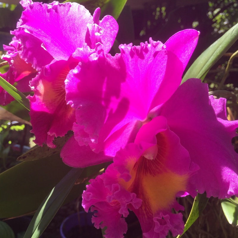 Cattleya labiata rubra Schuller in the GardenTags plant encyclopedia Cattleya Orchid in the GardenTags plant encyclopedia