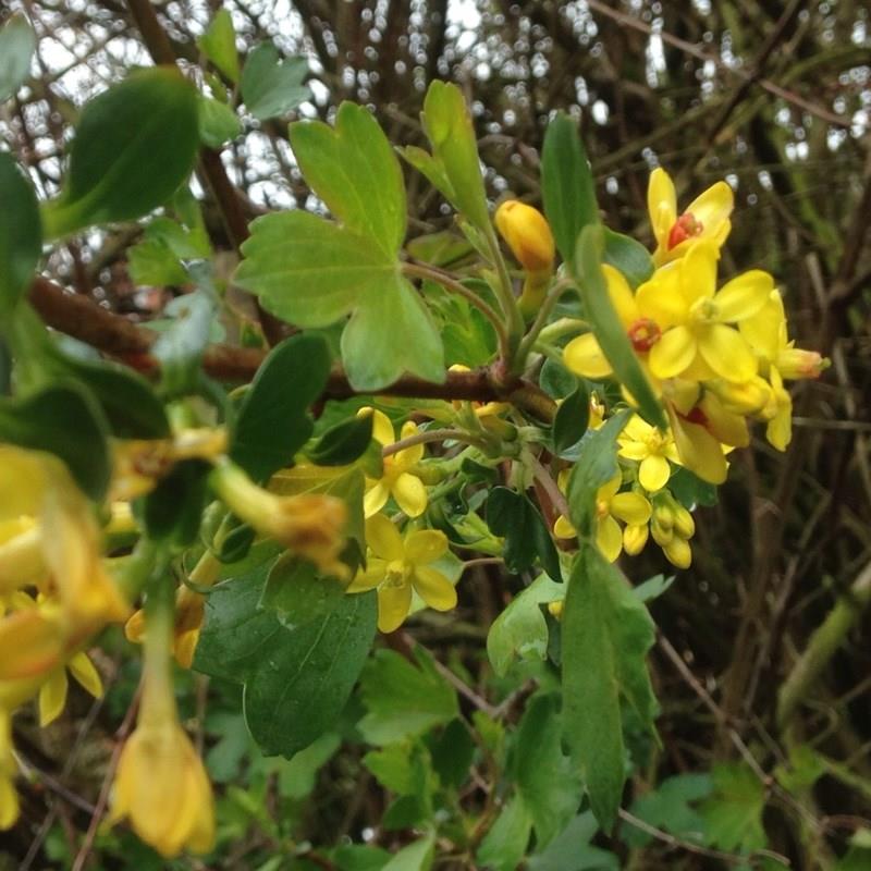 Ribes aureum var. villosum syn. R. oderatum in the GardenTags plant encyclopedia Golden Currant in the GardenTags plant encyclopedia