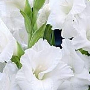 Gladiolus May Bride in the GardenTags plant encyclopedia Gladioli May Bride in the GardenTags plant encyclopedia