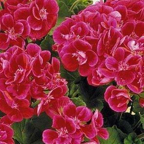 Pelargonium Pacswibu syn. Pelargonium Spanish Wine Burgundy in the GardenTags plant encyclopedia Pelargonium Spanish Wine Burgundy (Zonal) in the GardenTags plant encyclopedia