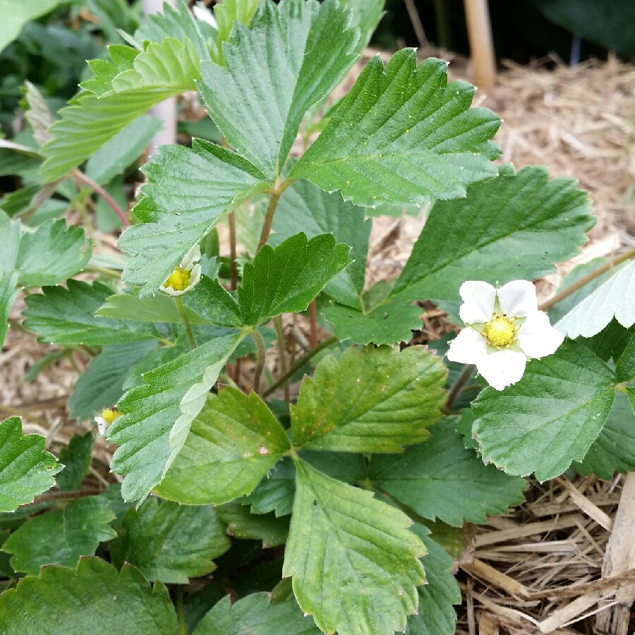 Fragaria vesca White Soul in the GardenTags plant encyclopedia Woodland Strawberry White Soul in the GardenTags plant encyclopedia