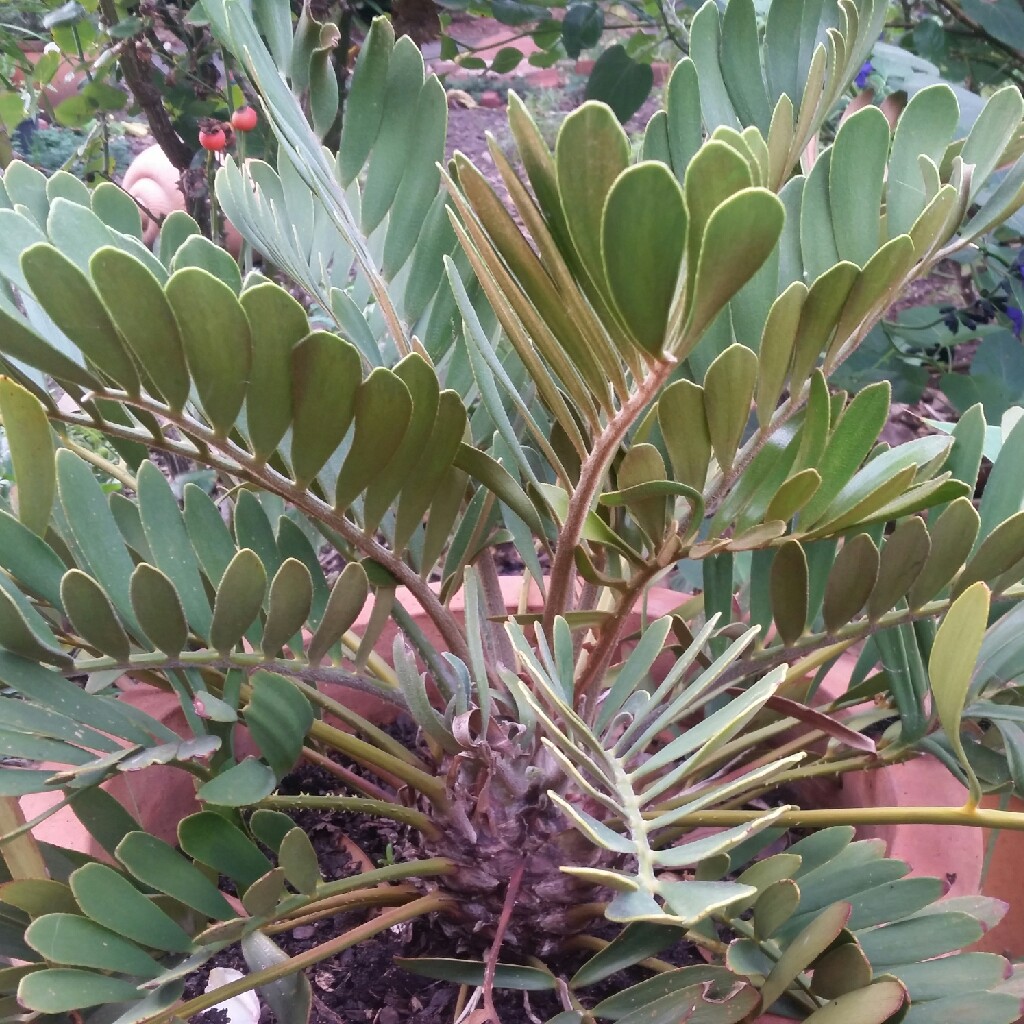 Zamia furfuracea in the GardenTags plant encyclopedia Cardboard Cycad in the GardenTags plant encyclopedia