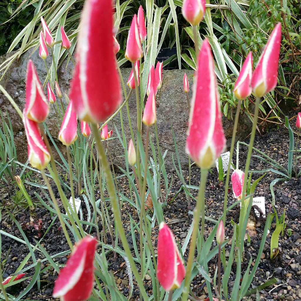 Tulipa clusiana Lady Jane in the GardenTags plant encyclopedia Tulip (Species) Lady Tulip Lady Jane in the GardenTags plant encyclopedia