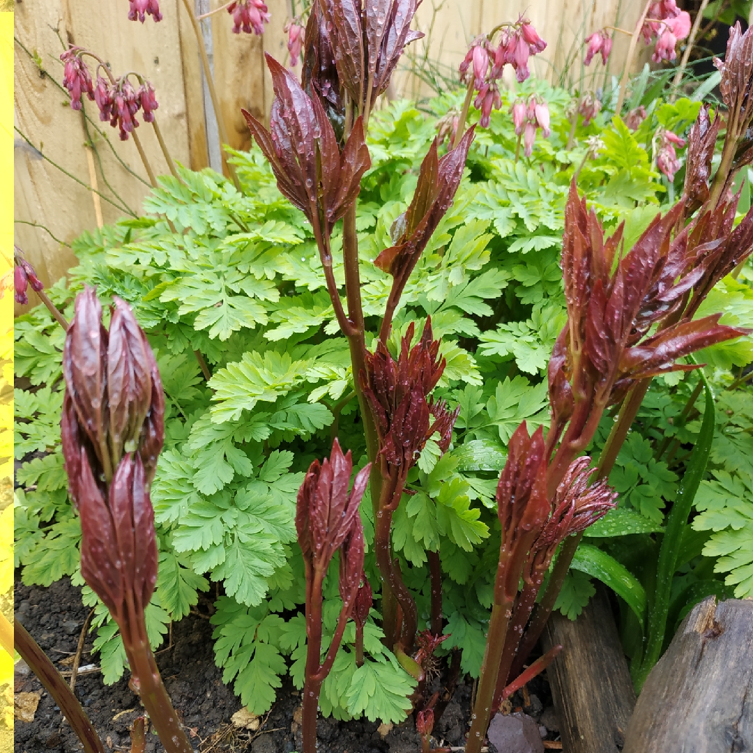 Peony Madame Gaudichau (Herbaceous) in the GardenTags plant encyclopedia