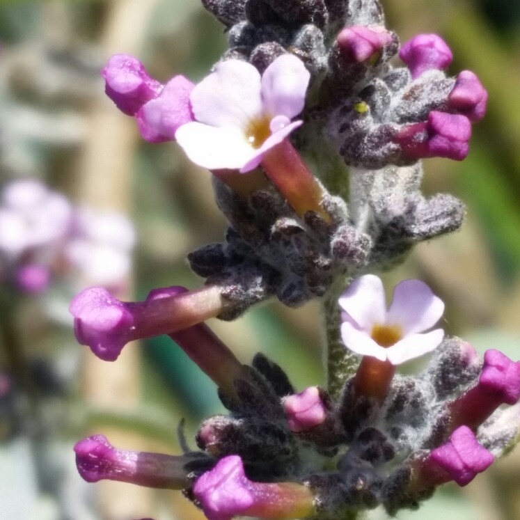 Buddleja agathosma in the GardenTags plant encyclopedia Agathosma Butterfly Bush in the GardenTags plant encyclopedia
