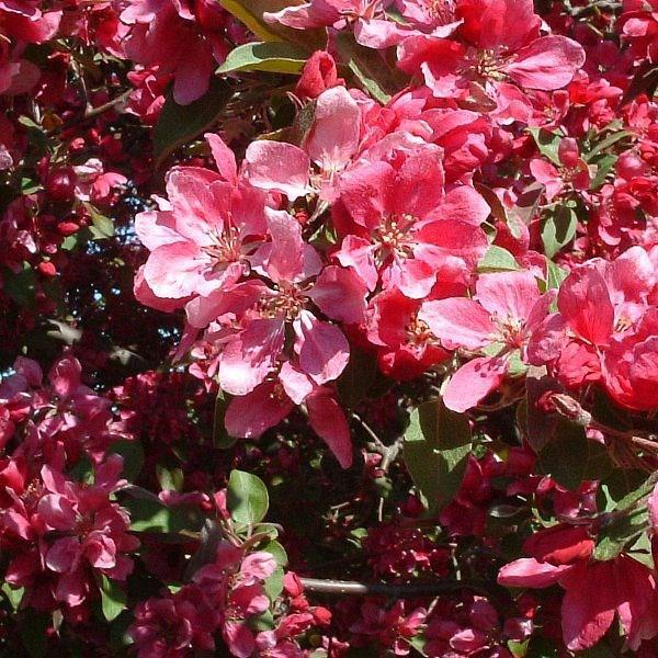 Showy Crab Apple in the GardenTags plant encyclopedia