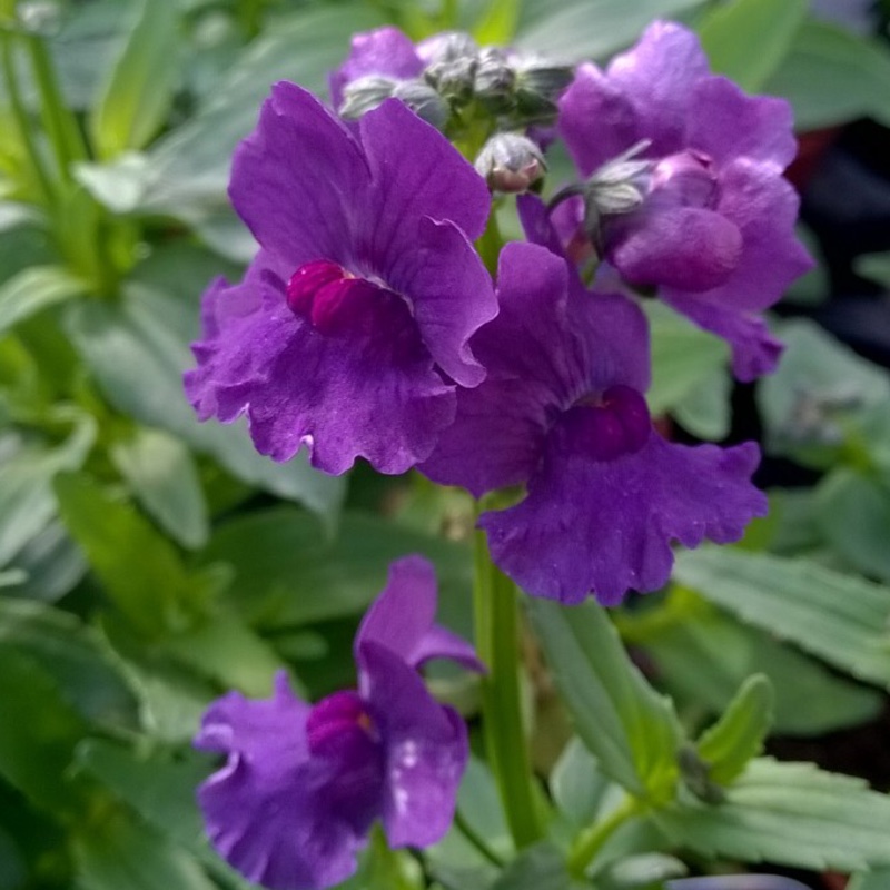 Nemesia strumosa Myrtille in the GardenTags plant encyclopedia Nemesia Myrtille in the GardenTags plant encyclopedia