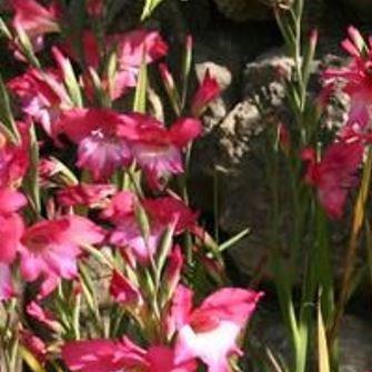 Gladiolus Charm in the GardenTags plant encyclopedia Gladioli Charm (Tubergenii) in the GardenTags plant encyclopedia