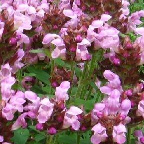 Prunella grandiflora Carminea in the GardenTags plant encyclopedia Large flowered selfheal in the GardenTags plant encyclopedia