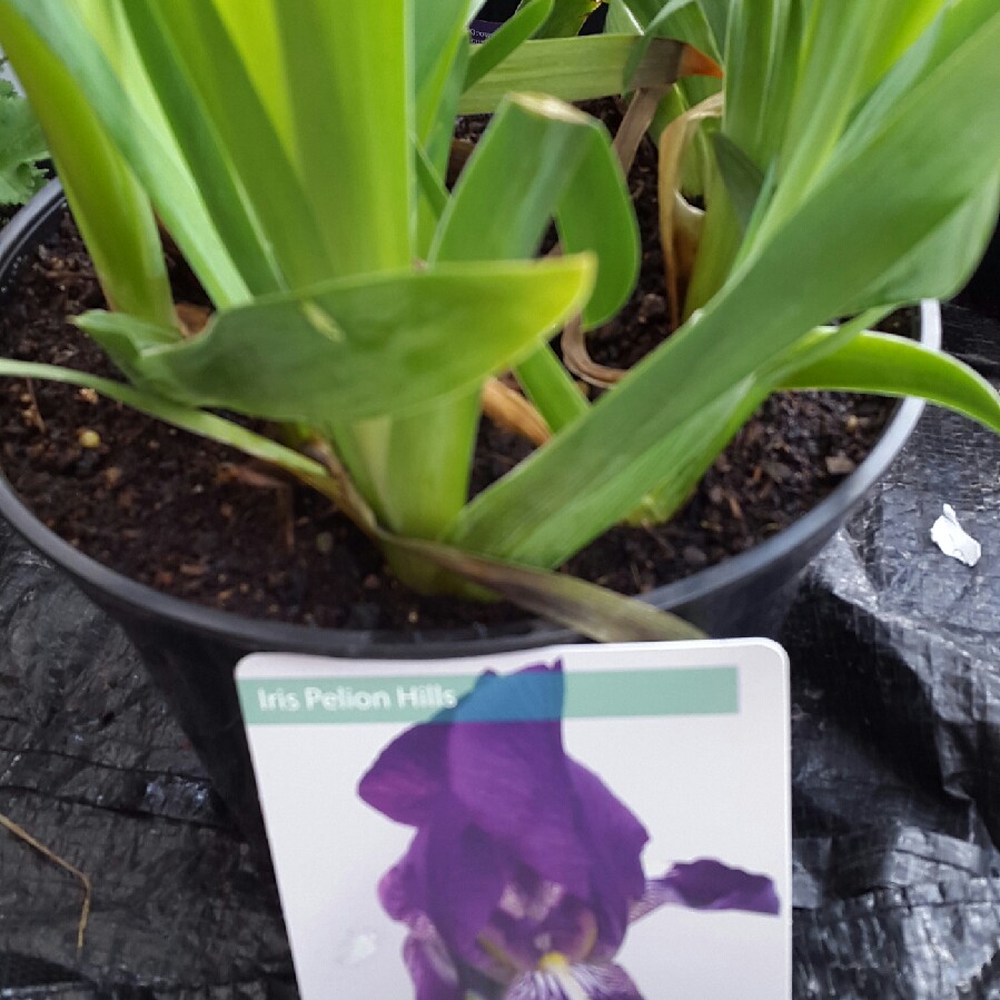 Iris Pelion Hills in the GardenTags plant encyclopedia Iris Pelion Hills in the GardenTags plant encyclopedia