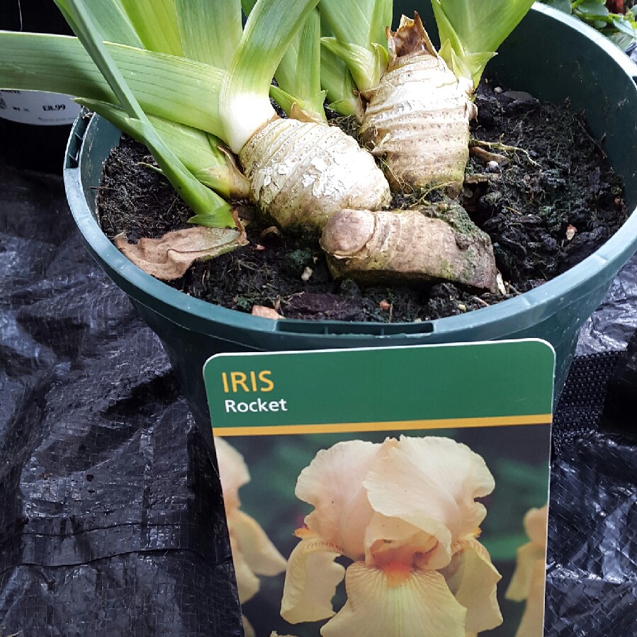 Iris x germanica Rocket in the GardenTags plant encyclopedia Bearded Iris Rocket (Intermediate) in the GardenTags plant encyclopedia
