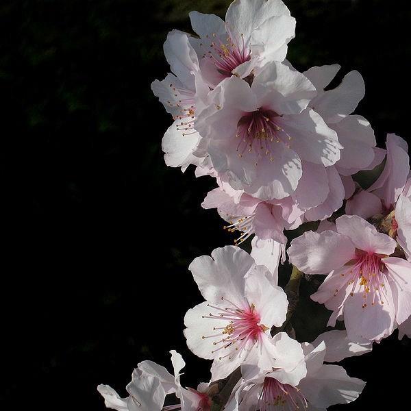 Prunus x amygdalopersica Spring Glow in the GardenTags plant encyclopedia Flowering Cherry Spring Glow in the GardenTags plant encyclopedia