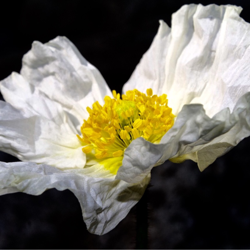 Papaver nudicaule Spring Fever White (Spring Fever Series) in the GardenTags plant encyclopedia Icelandic Poppy Spring Fever White in the GardenTags plant encyclopedia