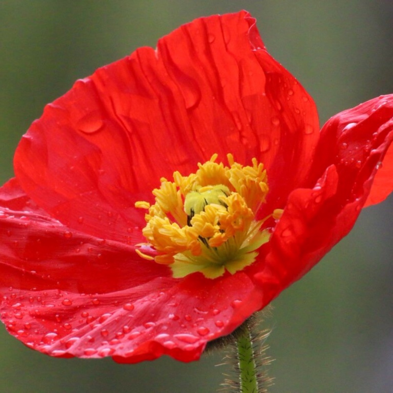 Papaver nudicaule Spring Fever Red (Spring Fever Series) in the GardenTags plant encyclopedia Icelandic Poppy Spring Fever Red in the GardenTags plant encyclopedia