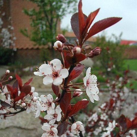 Prunus x cistena in the GardenTags plant encyclopedia Purple leaf sandcherry in the GardenTags plant encyclopedia