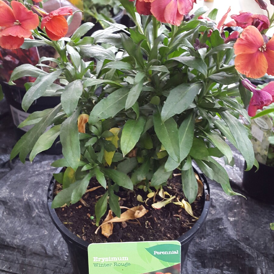 Erysimum Winter Rouge in the GardenTags plant encyclopedia Wallflower Winter Rouge in the GardenTags plant encyclopedia