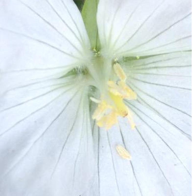 Geranium sanguineum Album in the GardenTags plant encyclopedia White Bloody Cranesbill in the GardenTags plant encyclopedia