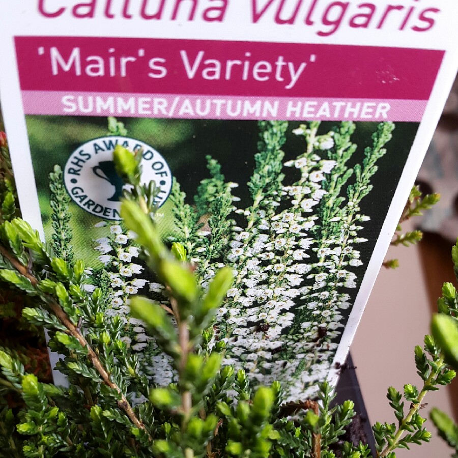 Calluna vulgaris Mairs Variety in the GardenTags plant encyclopedia Common Heather Mairs Variety in the GardenTags plant encyclopedia