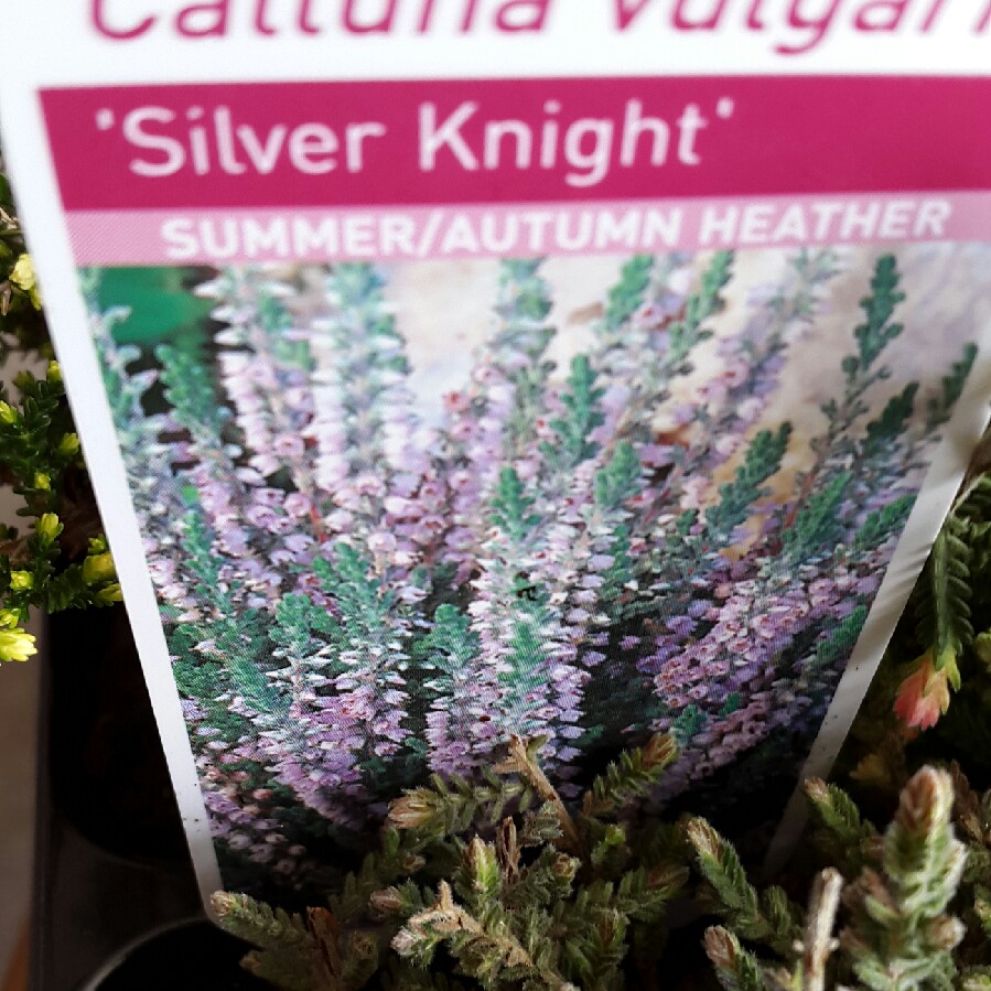 Calluna vulgaris Silver Knight in the GardenTags plant encyclopedia Common Heather Silver Knight in the GardenTags plant encyclopedia