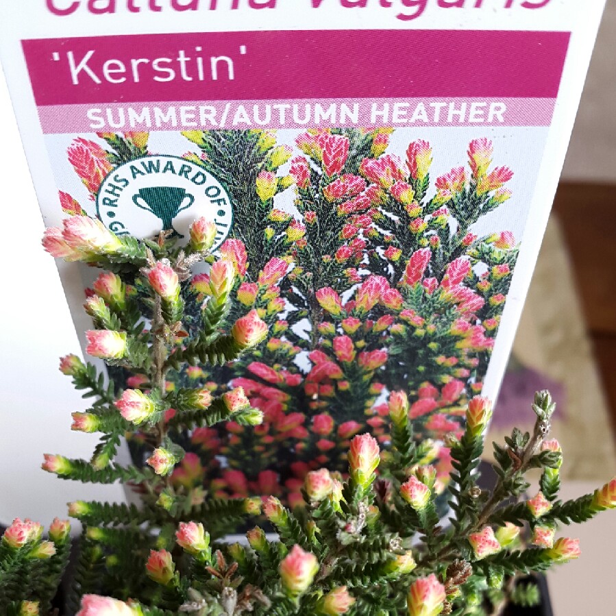 Calluna vulgaris Kerstin in the GardenTags plant encyclopedia Common Heather Kerstin in the GardenTags plant encyclopedia