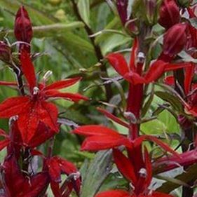 Lobelia x speciosa Scarlet Princess in the GardenTags plant encyclopedia Lobelia Scarlet Princess in the GardenTags plant encyclopedia