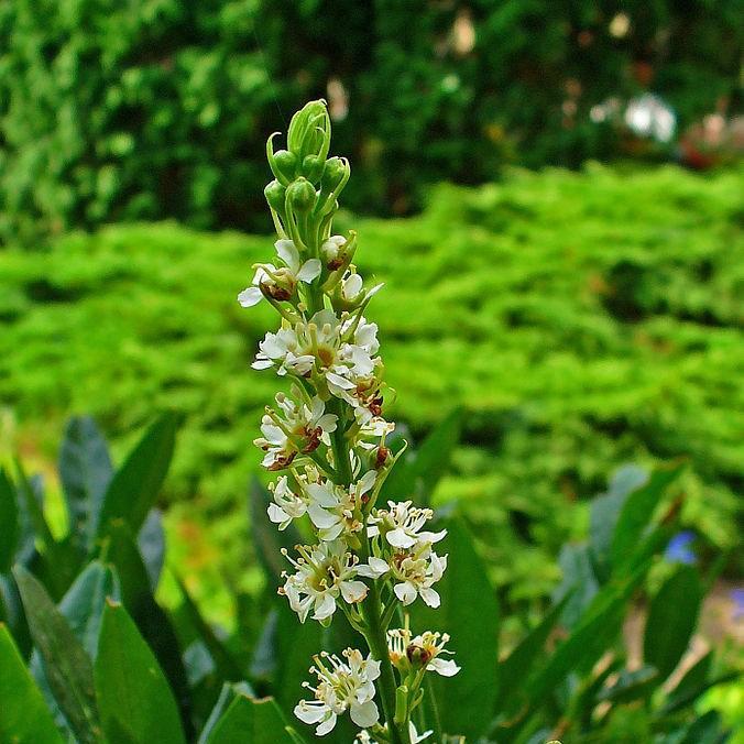 Cherry laurel Schipkaensis in the GardenTags plant encyclopedia