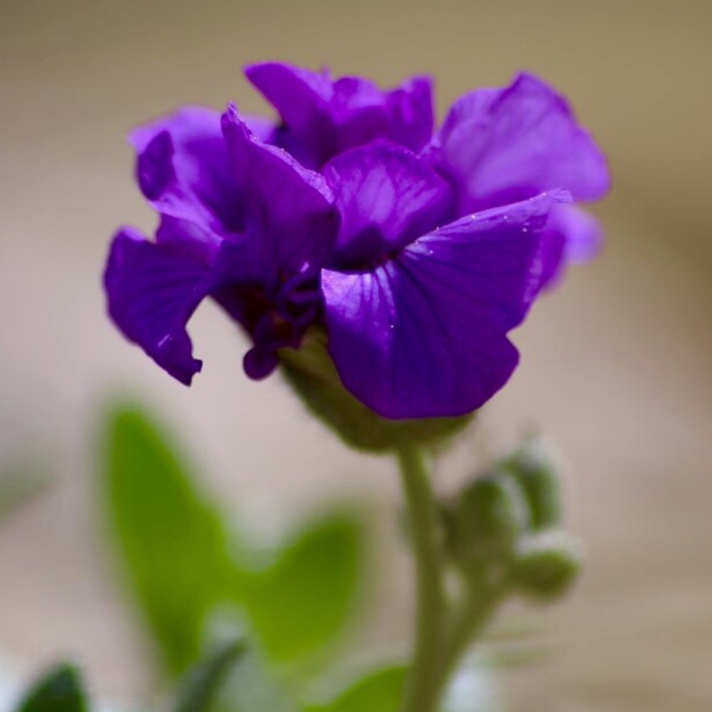 Aubrieta Blue Beauty in the GardenTags plant encyclopedia Rock Cress Blue Beauty in the GardenTags plant encyclopedia