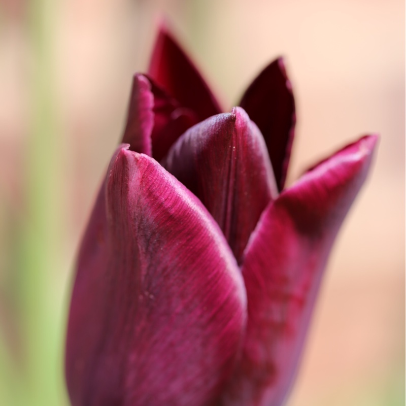 Tulipa Havran in the GardenTags plant encyclopedia Tulip Havran (Triumph) in the GardenTags plant encyclopedia
