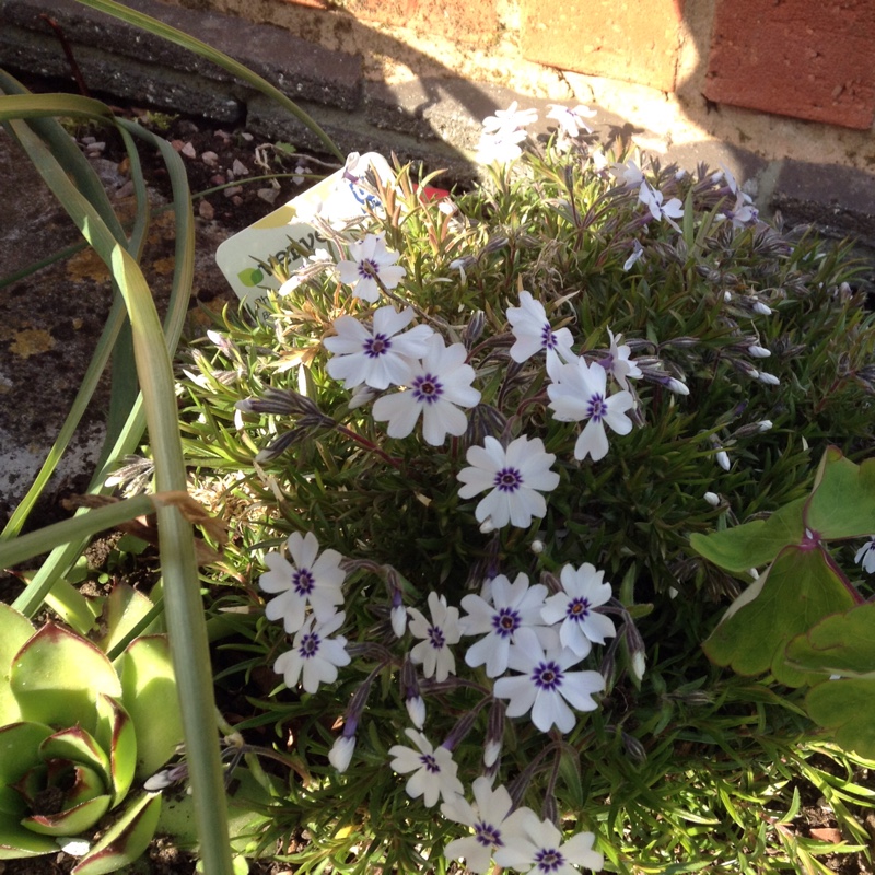 Phlox subulata Bavaria in the GardenTags plant encyclopedia Moss Phlox Bavaria in the GardenTags plant encyclopedia