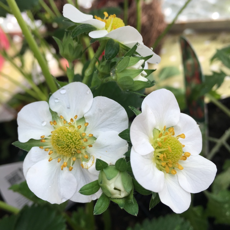Strawberry Eros in the GardenTags plant encyclopedia