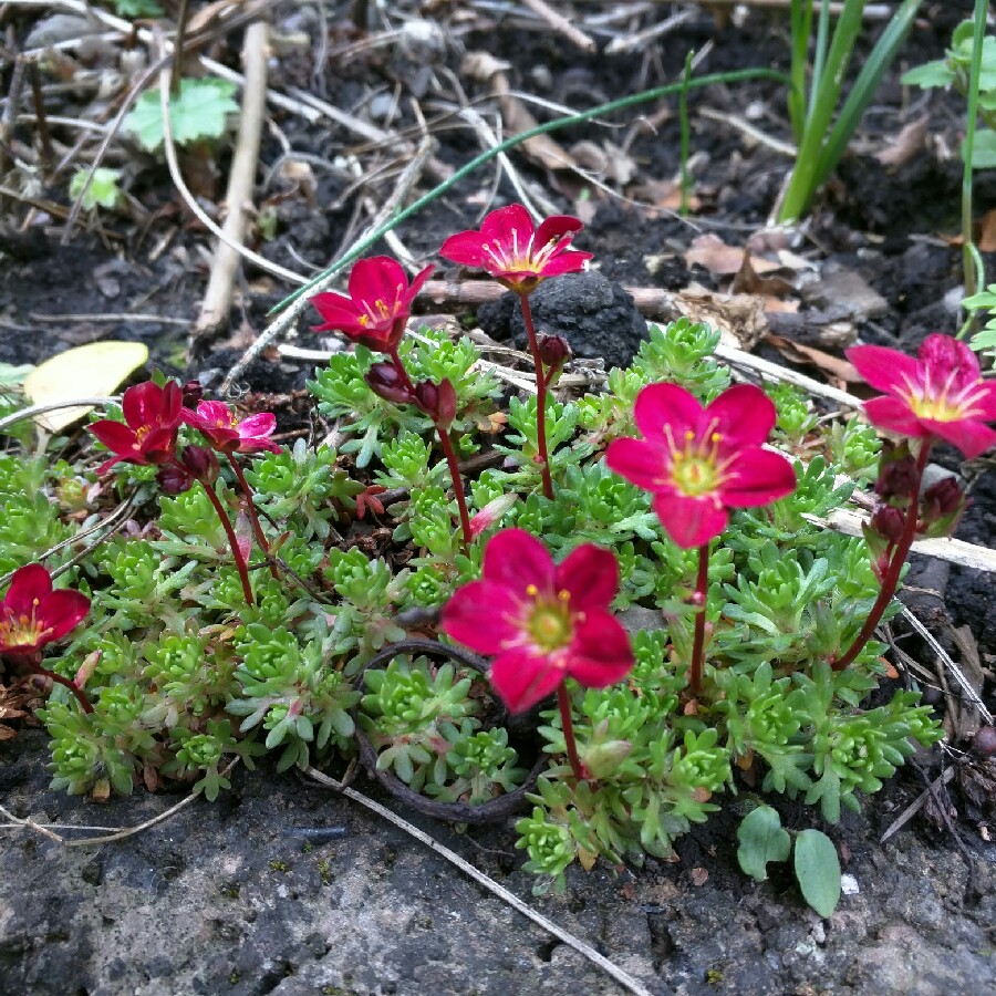 Saxifraga Touran Red in the GardenTags plant encyclopedia Saxifrage Touran Red in the GardenTags plant encyclopedia