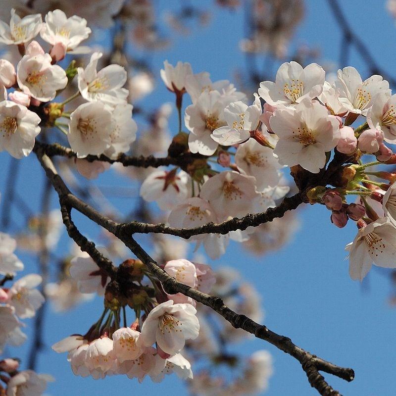 Prunus Serrulata Shogetsu syn. P. serrulata Longipes in the GardenTags plant encyclopedia Japanese Cherry Tree Shogetsu in the GardenTags plant encyclopedia