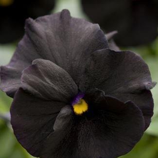 Viola cornuta Black Out in the GardenTags plant encyclopedia Horned Pansy Black Out in the GardenTags plant encyclopedia
