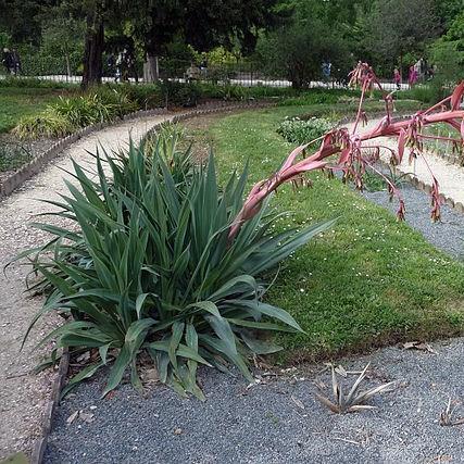 Yucca-leaved Beschorneria in the GardenTags plant encyclopedia