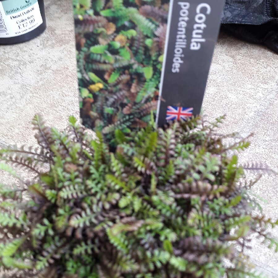 Leptinella potentillina syn. Cotula potentillina in the GardenTags plant encyclopedia Leptinella potentillina in the GardenTags plant encyclopedia